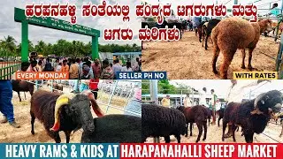 Heavy Jawari Sheep & Kids in Harapanahalli Sheep Market near Harihara Livestock Market in Karnataka