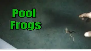 Catching Goofy Pool Frogs