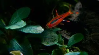 Quiet Moments in a 55L Aquatic Sanctuary