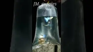 Japanese blue tail guppy fish#short