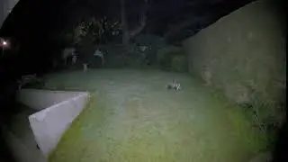 Arlo Ultra - 4K night test