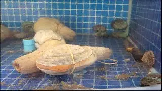 Рынок свежих морепродуктов в Лаосе. Морепродукты