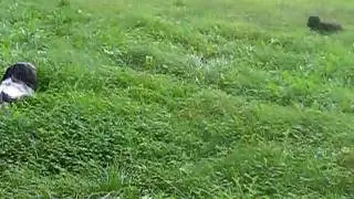 koiruleiden kissa & hiirileikki