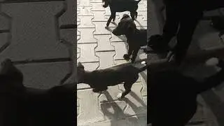 cute puppi cute citten #shorts #funny