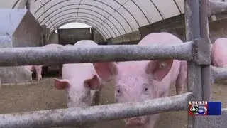 Financial help coming for pork producers having to euthanize pigs