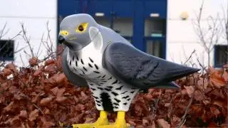 Robop - Effective Bird Control for Businesses with Bird Pest Problems