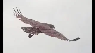 Brown Snake Eagle. Explore.org 29 November 2022