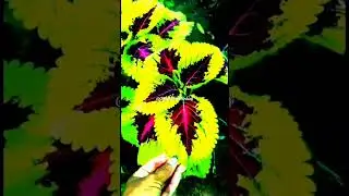 Different Variety and Different color of coleus plant.#coleusplant