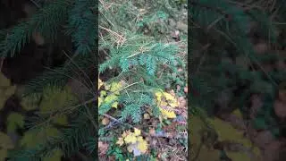 Определение деревьев осенью на Верхнем полуострове Мичигана #деревообработка #плотничество