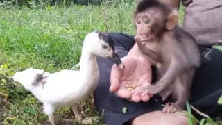 Anak monyet Ciko dan bayi monyet Cika