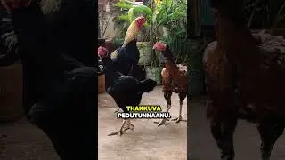 #andhrapradesh #chicken #bhimavaram #birds #rooster #telangana #pets #fighting #aseelmurga #sales