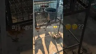 Where do eggs lay #shortsreels #shortsvideos #hen #poultry #chicken #teresigarden