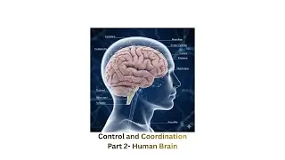 Control and Coordination | Human Brain | Class 10 Science | NCERT | With Self Made Notes