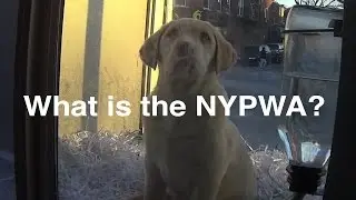 What Is the New York Pet Welfare Association? (Shocking Undercover Discovery)