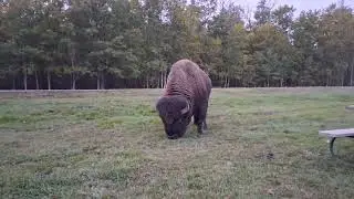 Bison / Buffalo at Elk Island National Park, Alberta, Canada 
