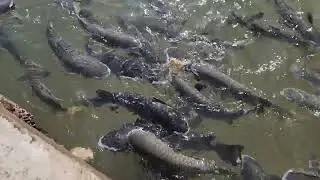 Feeding the fish at Aquascene Fish Feeding Sanctuary and The Gully Cafe, Darwin. AUSTRALIA