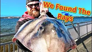 Fishing For Rays On The River Mersey #seafishing #fishinglife #fishing