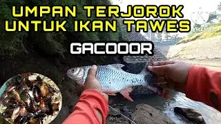 MANCING TAWES/BADER DI SPOT EXTRIM MENGGUNAKAN UMPAN TERJOROK || PALING AMPUH SE-DUNIA || 100% AMPUH