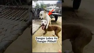 Danger Lebra Vs PITBULL 😨😱😱❤️