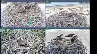 Osprey Nests Live again ! New Breeding Season