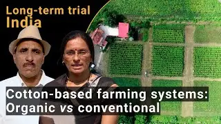 Comparison of cotton-based organic & conventional farming systems in India (SysCom long-term trial)