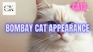 Bombay Cat Appearance