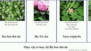 Thực vật c&oacute; hoa, bộ Bộ Sơn th&ugrave; du deutzia philadelphus angiosperms cầu Nam Cornales Shasta Thường