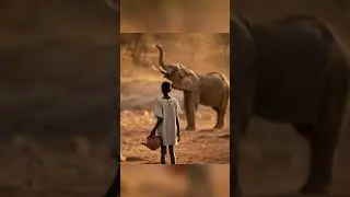 The Lost Baby Elephant #sadstory #animals #sad