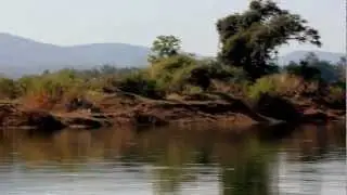 The Cyan Confluence - Wildlife Documentary on Forest-Water Interface for CREW