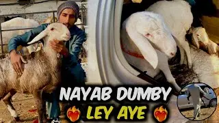 Aj Talagang se Bhoot Nayab or keemti Dumby Ley kr Aye 🔥 