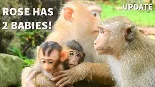 OMG!Rose Got 2 Baby Rose Too Boring Take Care Rex & Ada|Ada Lost Mom Angel & Need Rose Help