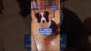 &iquest;Por qu&eacute; los perros giran la cabeza? 🤔 #LealCan #shorts #perros #cachorros #comportamentocanino #dog