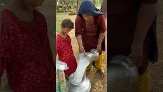 camel milk #camels video #traditional #villagelife #india #desert