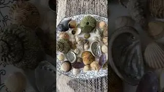 diy shell clips 🐚 #art #diy #doityourself #summerdiy