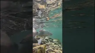 The REAL Reason Flyfishing is Addictive 🎣🔥