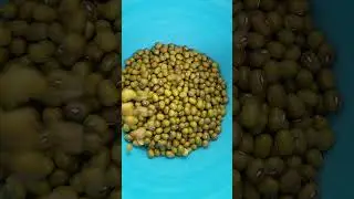 Haricots Mungo ou Mung dal ou soja vert #di&eacute;t&eacute;tique #nutrition #ayurveda_samadhan ayurveda