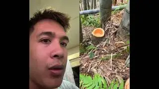 Bamboo Cutting Tool Guys 😲 #tools #bamboo #chainsaw #satisfying #diy #farmer