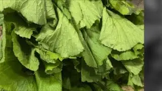 Come help me cook fresh bunch of  mustards and turnip greens