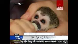 Exclusive Video || Cat adopts baby squirrel monkey || Russia || Bhaarat Today