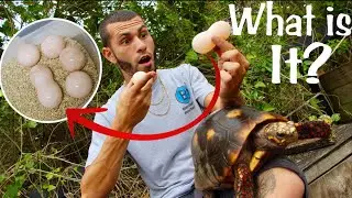 TORTOISE TWINS!! MUTANT TURTLES!!