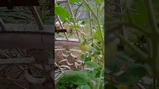 lots of tomatoes are growing at balconi garden #1millonviews #asmr #vegetables #balconi garden
