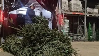 Oh Christmas trees Oh Christmas tree!!