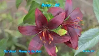 Thai Break - Flowers in The Rain - Disco 80 - Euro Dance - Old Music
