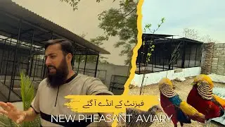 My Pheasant Laid Eggs! | Birds Aviary Vlog | Exciting Update