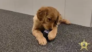Sheriff's Office Welcomes Golden Retriever Puppy