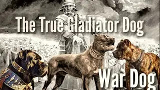 The Molossian War Dog: The Roman Empire's Loyal Guardian