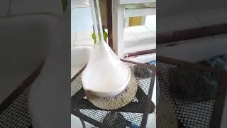 separation of camphor from common salt: part 1