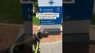 My dog worked his first overnight shift at the hospital 🏥 #volunteer #hospitalvolunteer #therapy