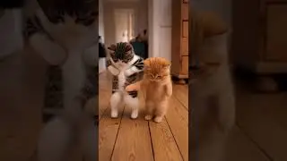the.meow.moves When the beat drops and even the kittens start dancingI was NOT ready for this.#Cat