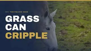 Stop! Consider This Before Turning Your Horse Out